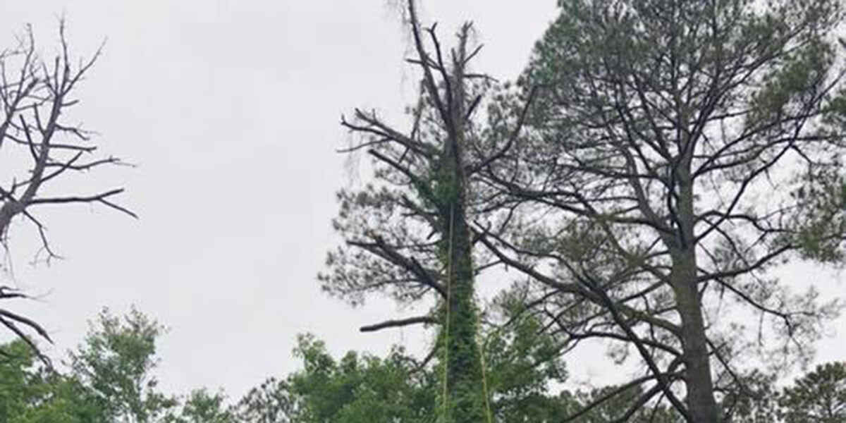 How to Tell if a Tree Is Dying on Your Greenville, NC Property
